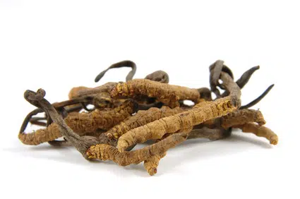 mycélium de cordyceps