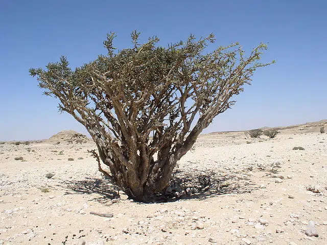 Boswellia sacra