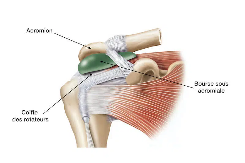 anatomie de l'épaule au niveau de la bourse sous acromiale