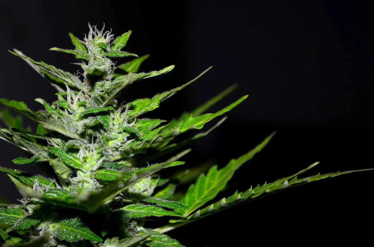 CBD, fleur de chanvre, cannabis