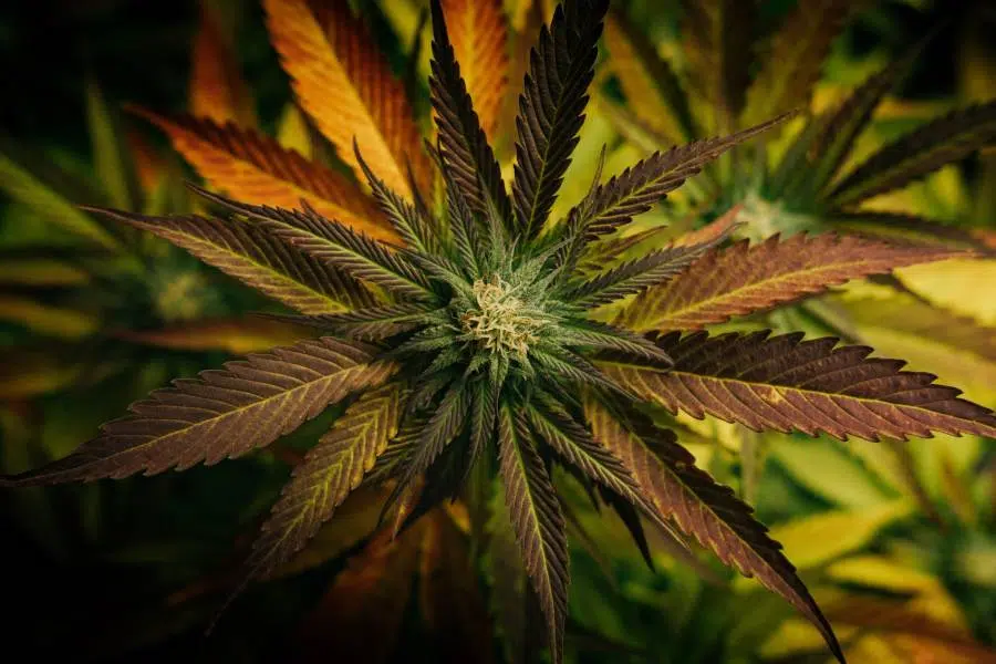 fleurs de cbd