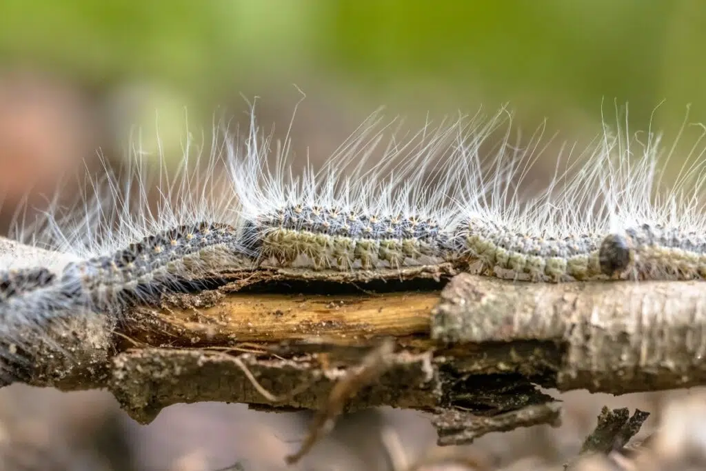 chenille processionnaire