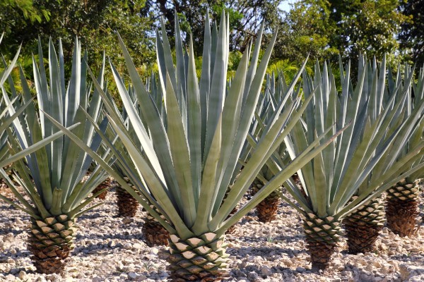 agave