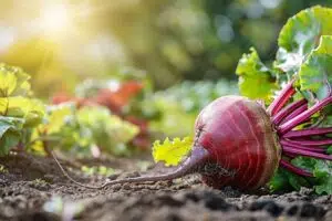 La betterave : bienfaits nutritionnels, variétés et astuces de culture pour un potager réussi